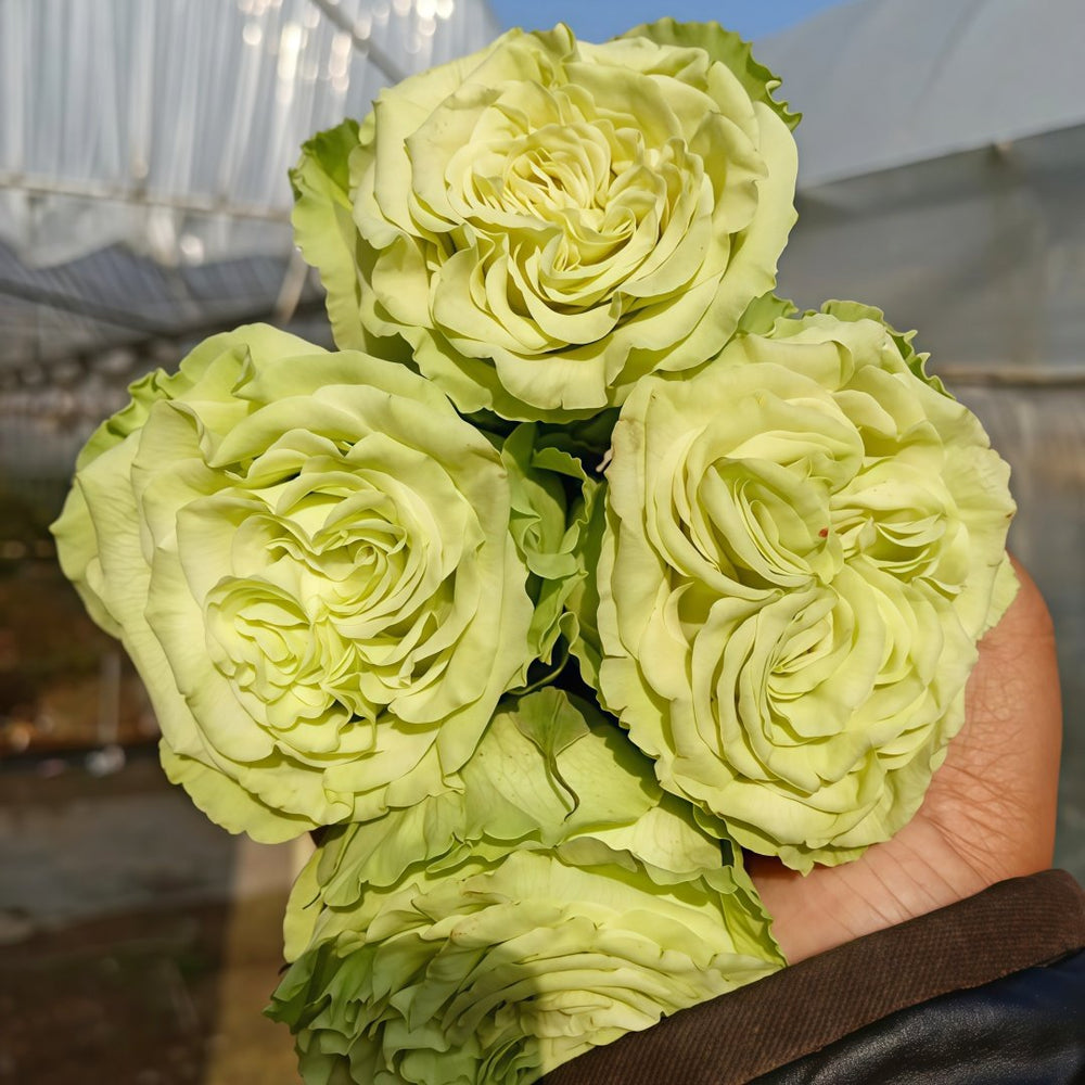 Matcha Rose Plant｜抹茶 image 4