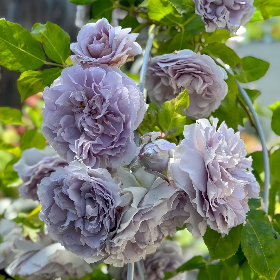 Antique Watch Rose Plant｜古董怀表 image 4