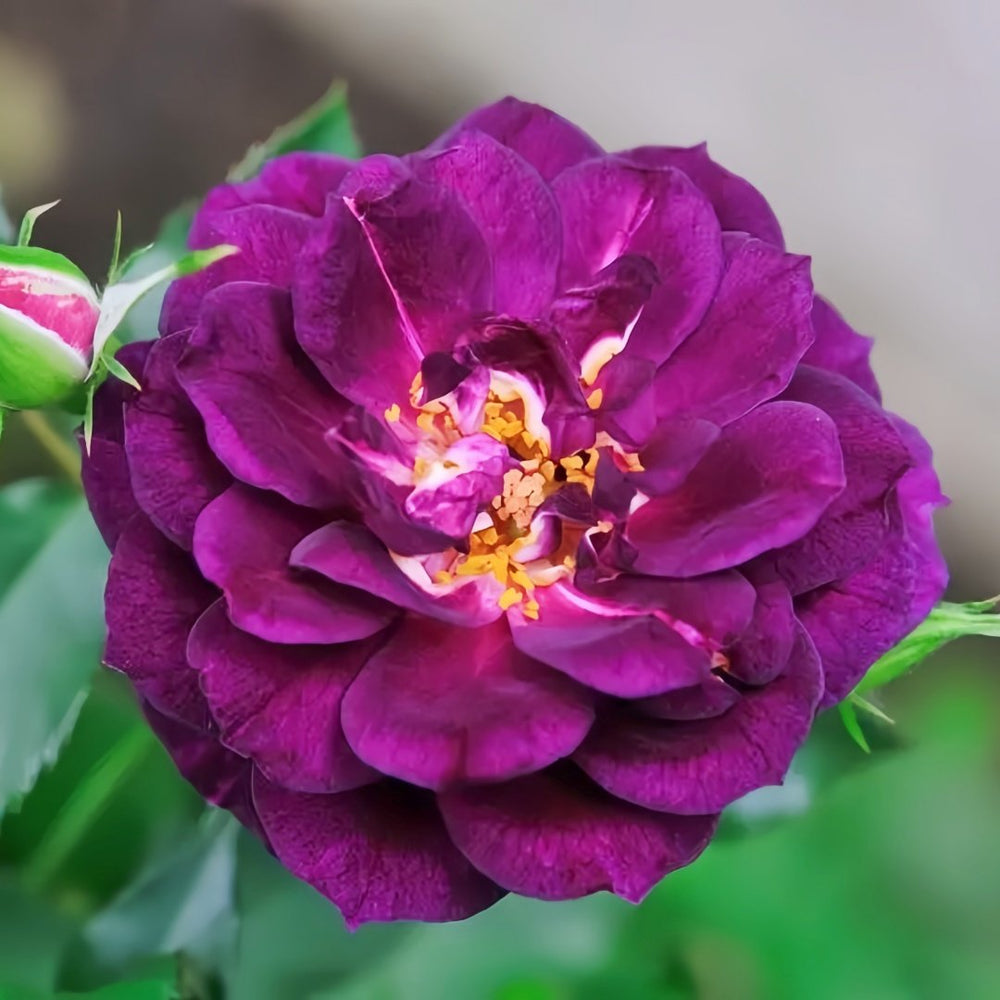 Midnight Blue Rose Plant|午夜深蓝 image 0