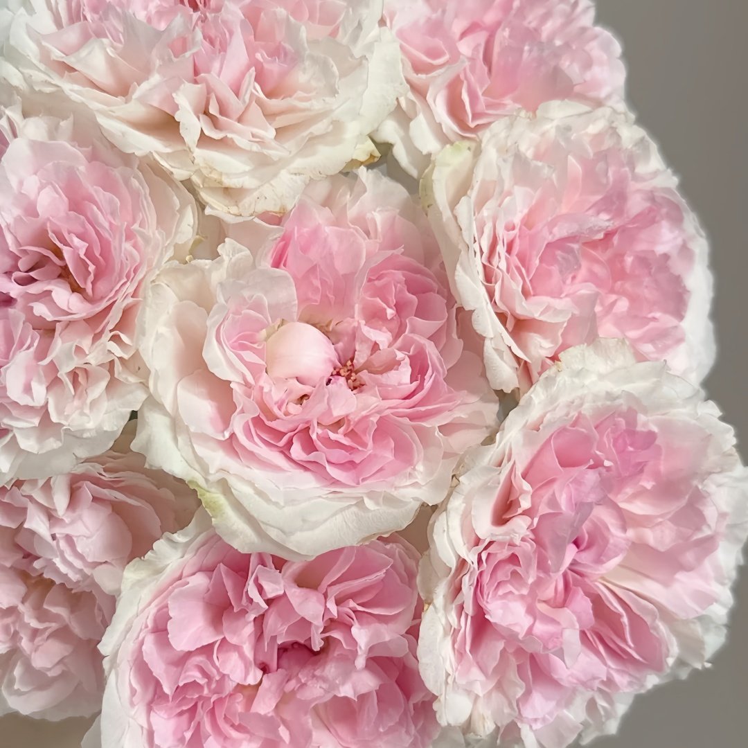 Miranda Rose Plant | 米兰达 image 8