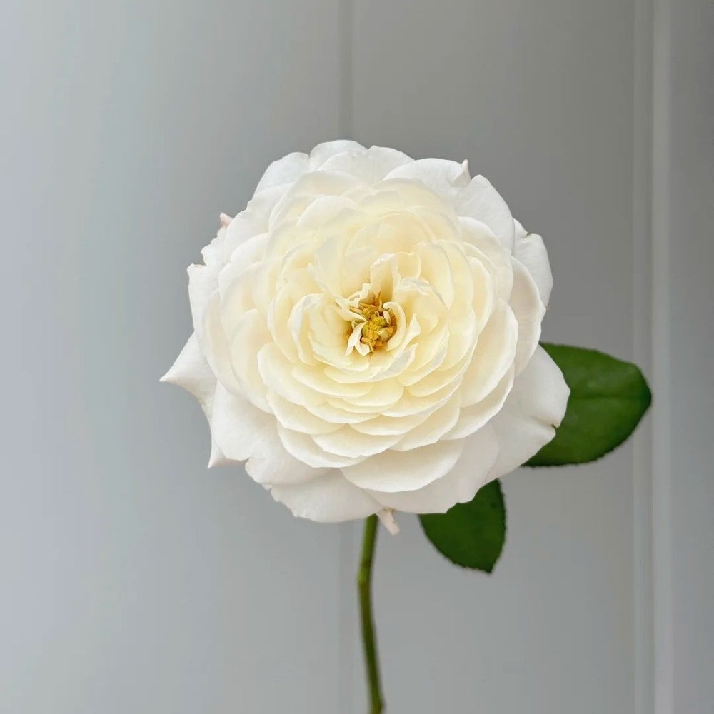 Jolie Fille Rose Plant|可爱少女 image 6