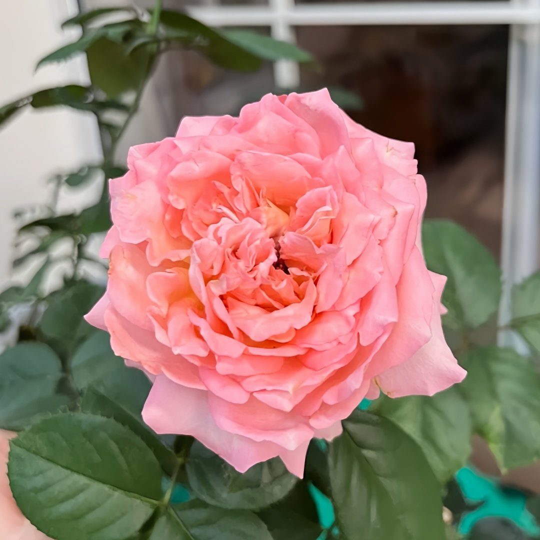 Butterfly Valley Rose Plant | 蝴蝶谷 image 1