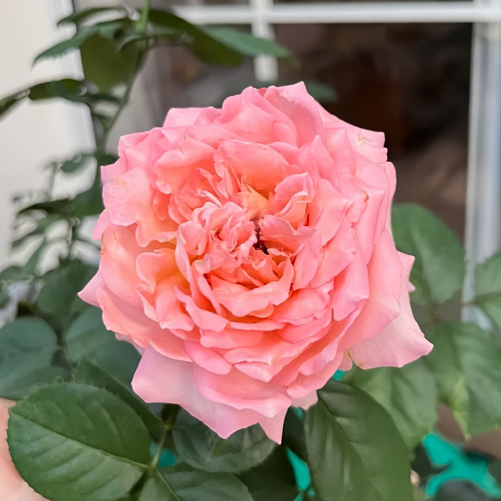 Butterfly Valley Rose Plant | 蝴蝶谷 image 1