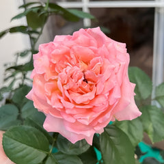 Butterfly Valley Rose Plant | 蝴蝶谷 image 1