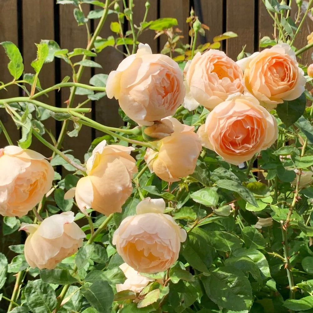Jude the Obscure Rose Plant｜无名的裘德 image 8