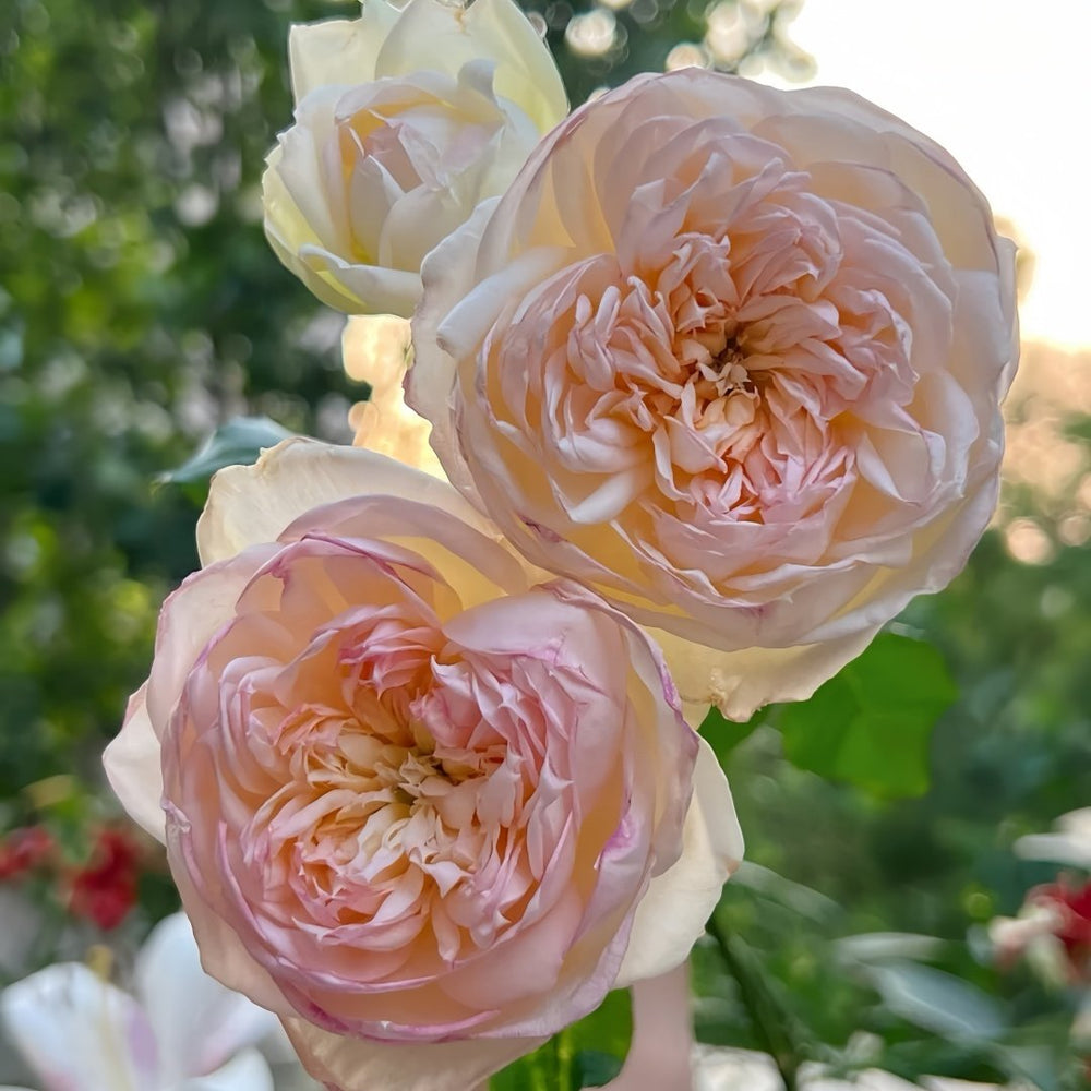 The Scientist Rose Plant|科学家 image 4