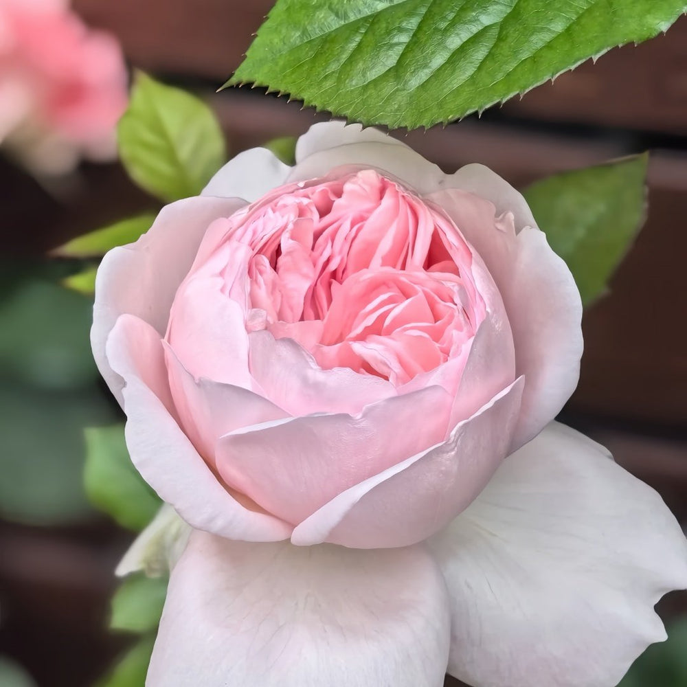 Mauritia Rose Plant｜远古大陆 image 8