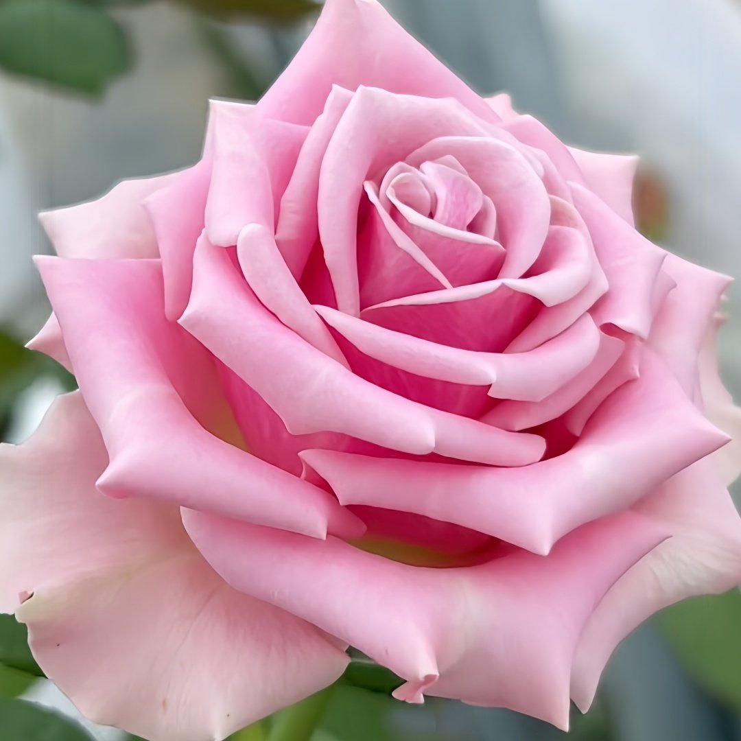 Prime Time Rose Plant|黄金时间 image 1