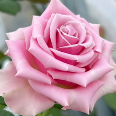 Prime Time Rose Plant|黄金时间 image 1