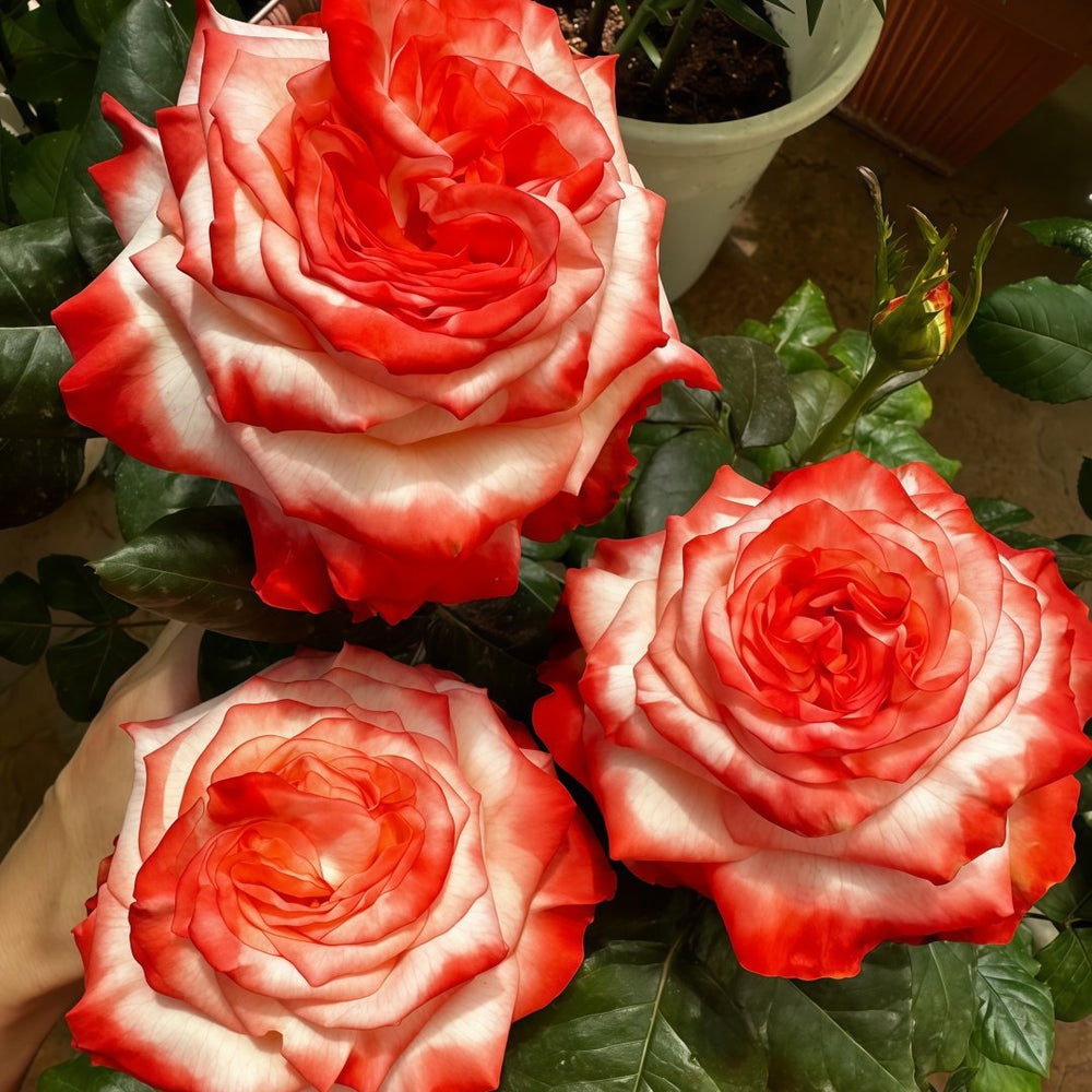 Farfalla Rose Plant｜法尔法拉 image 6