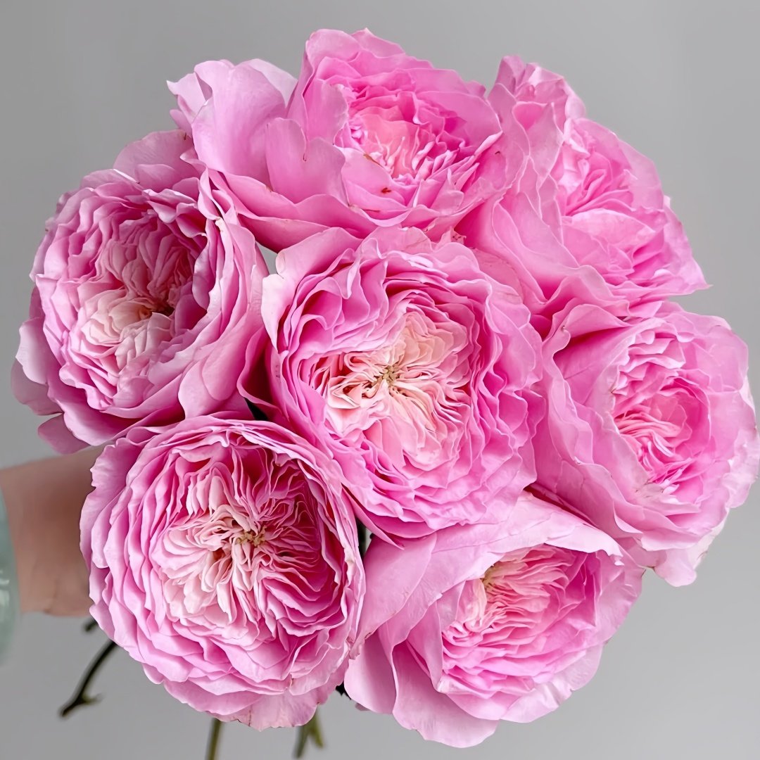Princess Lace Rose Plant | 公主蕾丝 image 0