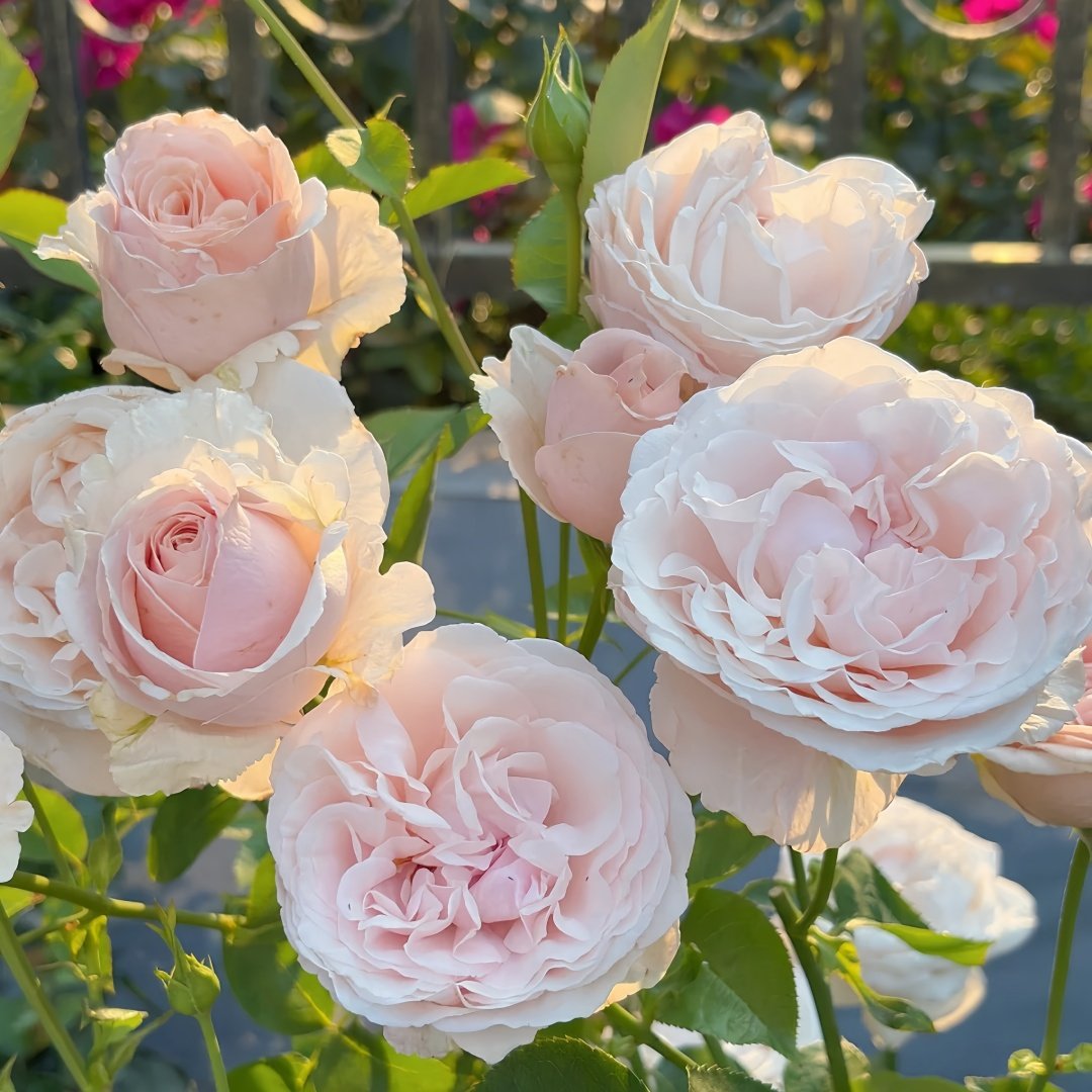 Mansfield Park Rose Plant｜曼斯菲尔德庄园 image 3