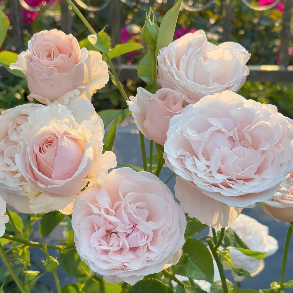Mansfield Park Rose Plant｜曼斯菲尔德庄园 image 3
