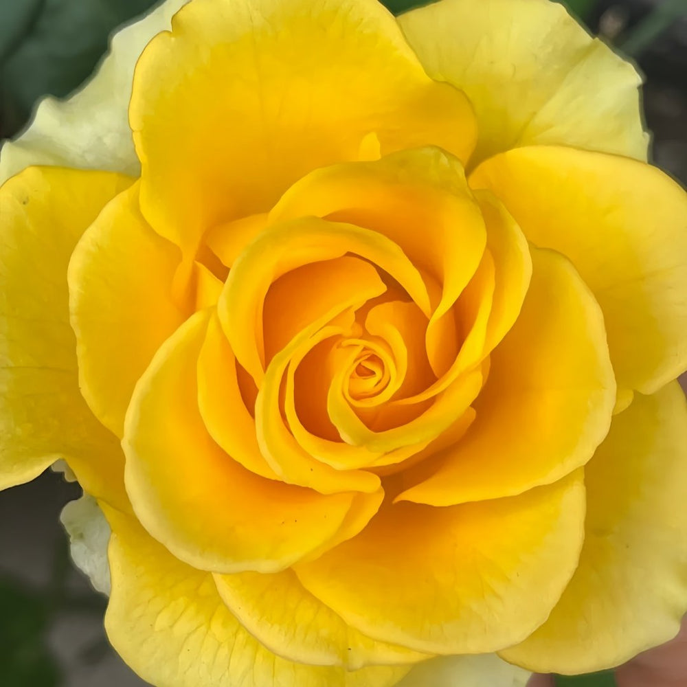 Shell Rose Plant｜贝壳 image 5