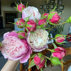 Victoria Classic Rose Plant｜维多利亚经典 image 3