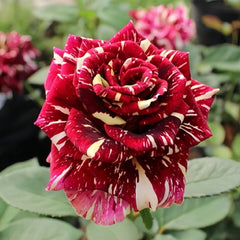 Abracadabra Rose Plant|流星雨 image 1