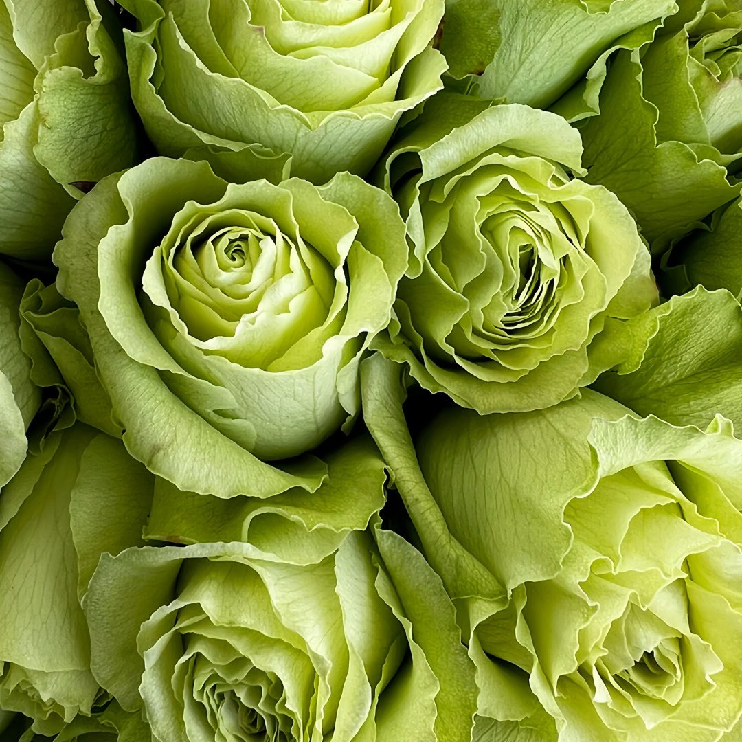 Wasabi Rose Plant｜芥末 image 1