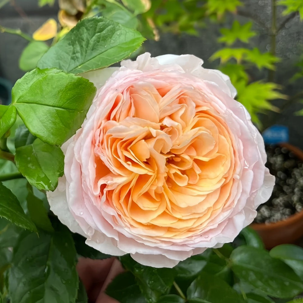 Domaine de Chantilly Rose Plant ｜玫瑰香橙 image 3