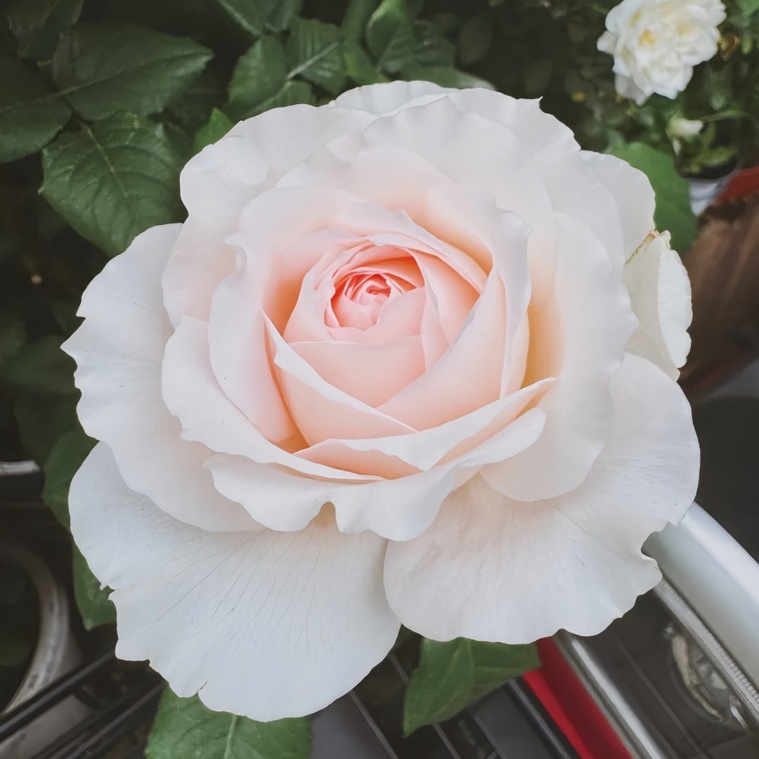 Flow Rose Plant｜涌流 image 4
