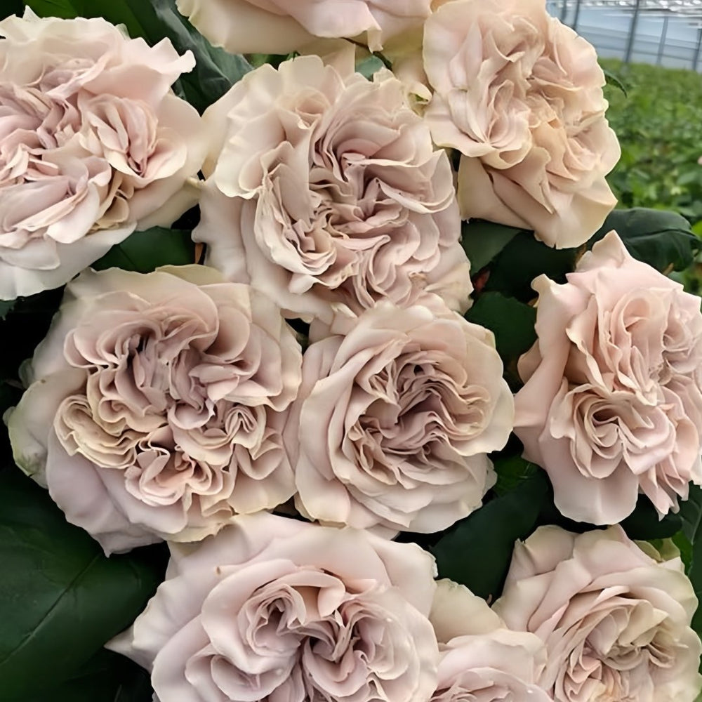 Beiley Rose Plant｜贝利 image 6