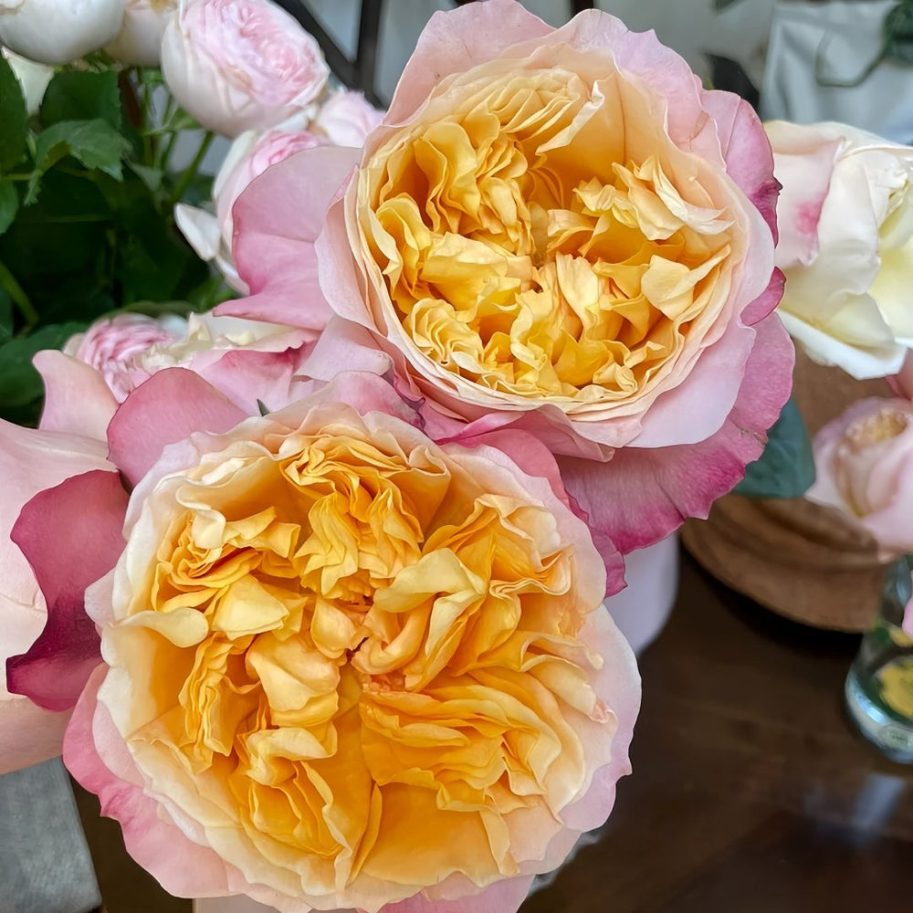 Edith Rose Plant｜伊迪斯 image 7