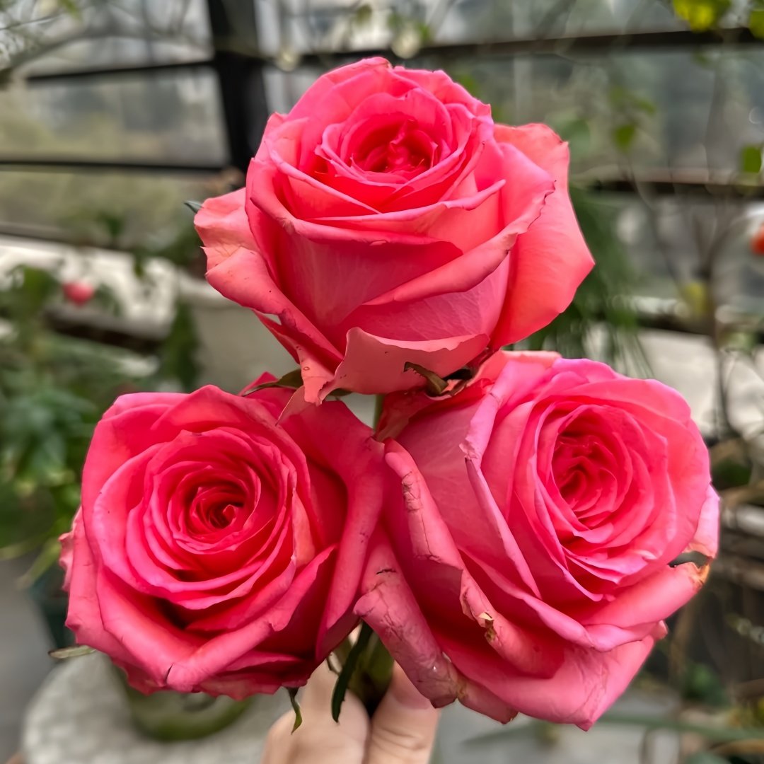 Grande Dame Rose Plant|贵妇人 image 4