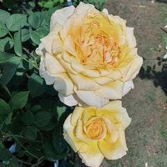 Golden silk Rose Plant|金绸 image 2