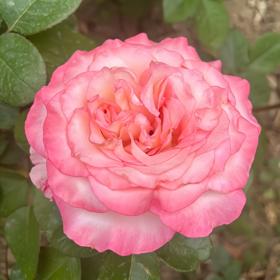 Wu Mei Niang Rose Plant｜武媚娘 image 2