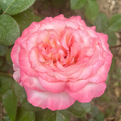 Wu Mei Niang Rose Plant｜武媚娘 image 2