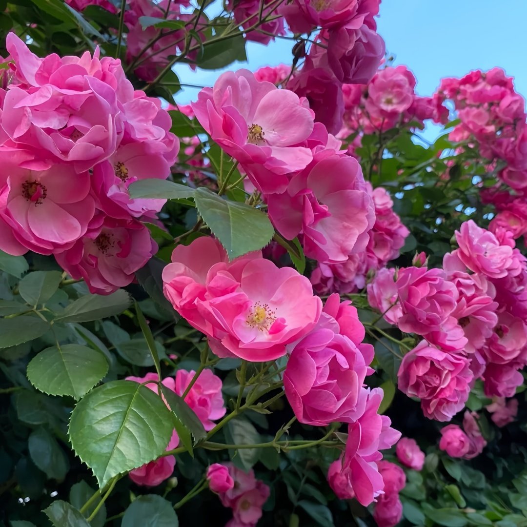 Angela Rose Plant｜安吉拉 image 5