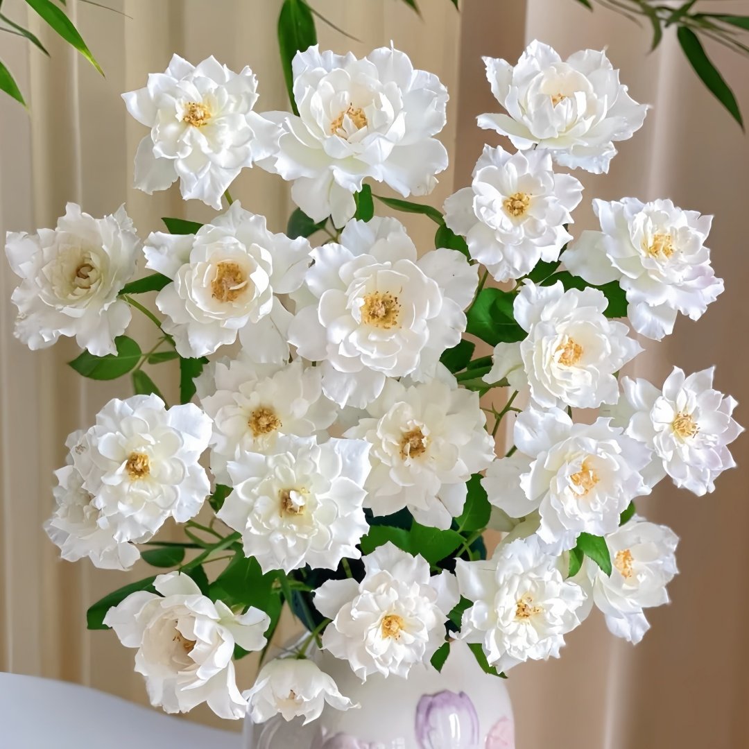 Le Blanc Rose Plant|乐柏/勒布朗 image 9