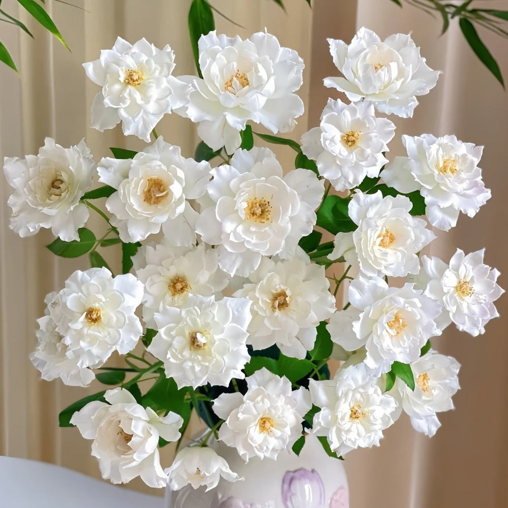 Le Blanc Rose Plant|乐柏/勒布朗 image 9