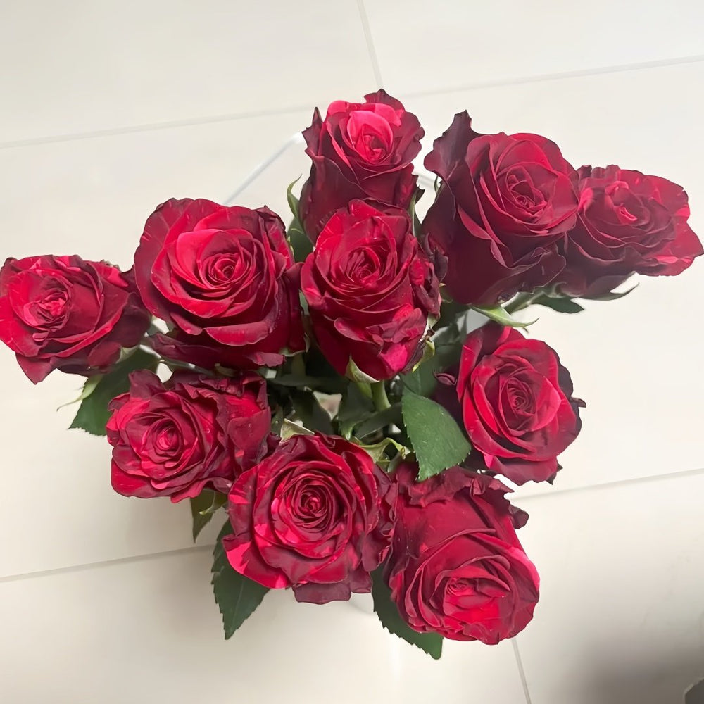Red Panther Rose Plant｜红色豹子 image 2