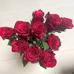 Red Panther Rose Plant｜红色豹子 image 2