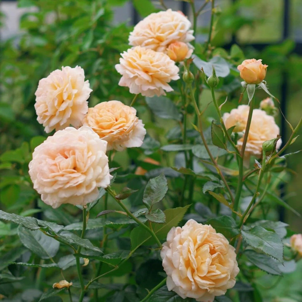 Grossherzogin Luise Rose Plant|大公夫人 image 10