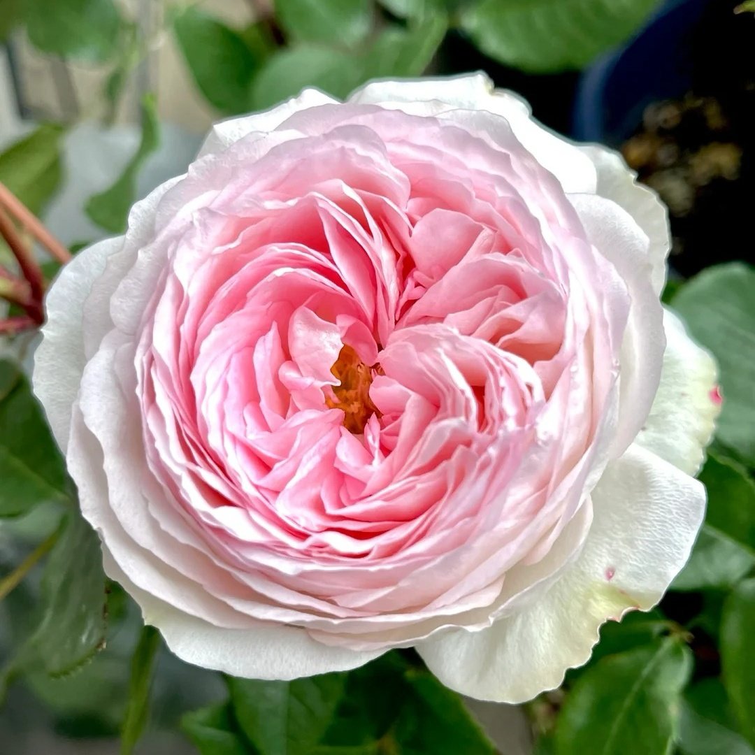 Roxann Rose Plant｜罗克珊 image 0