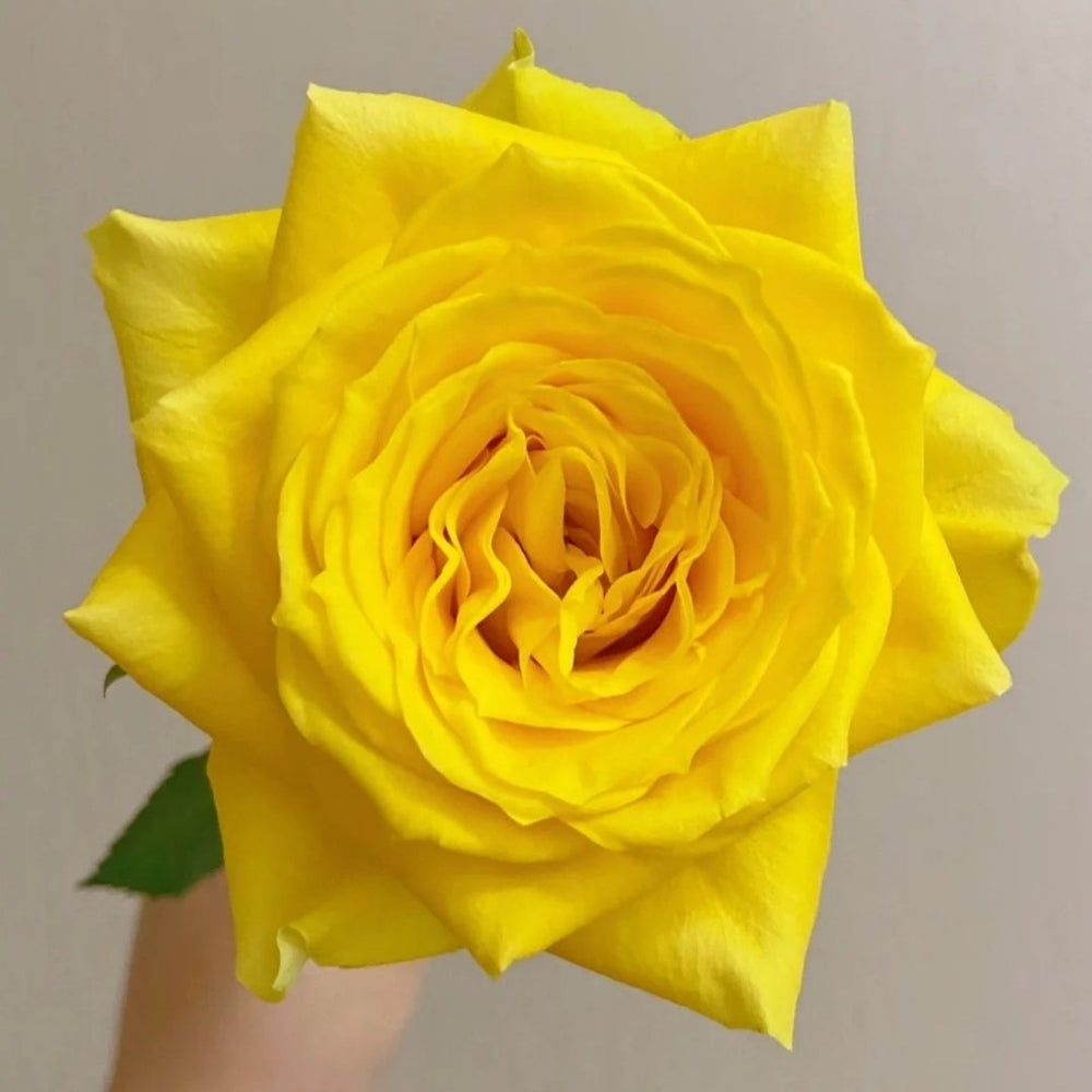Moonwalk Rose Plant｜月光漫步 image 3