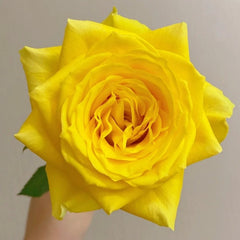 Moonwalk Rose Plant｜月光漫步 image 3