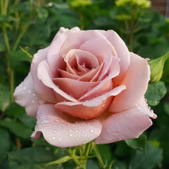 Amnesia Rose Plant|失忆 image 2