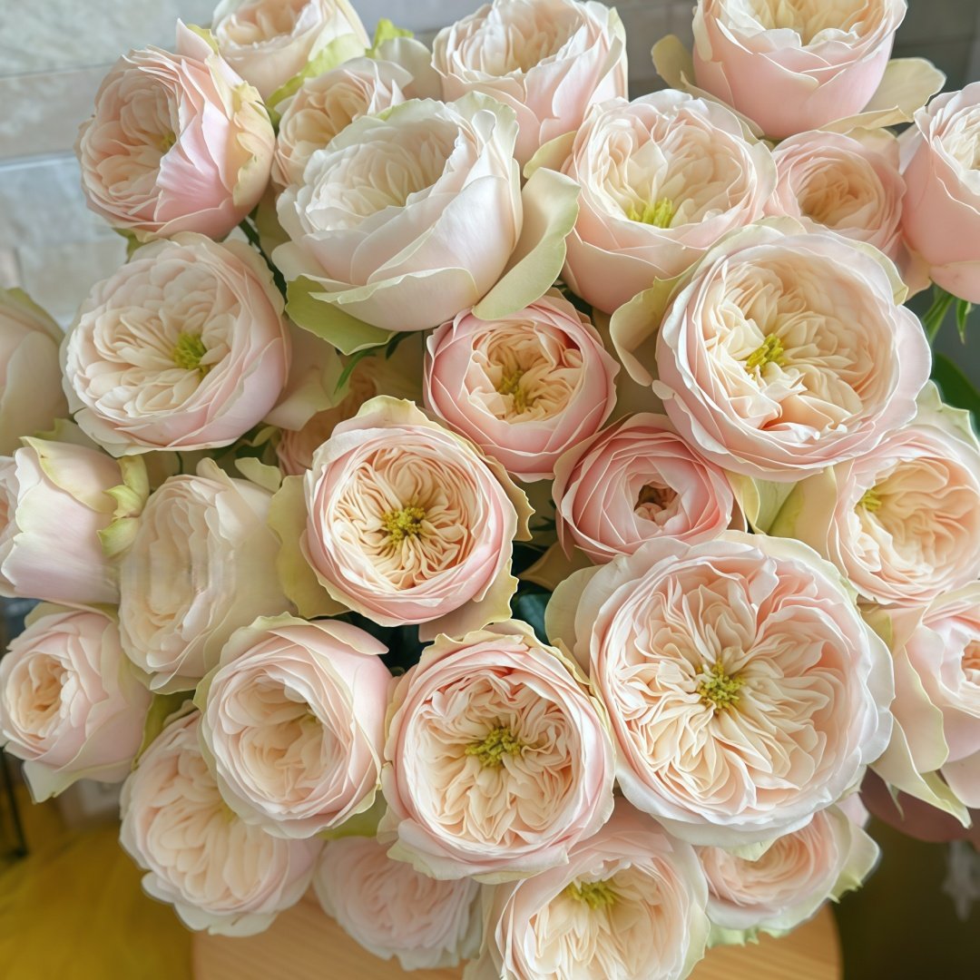 Darlington Rose Plant | 达林顿 image 8