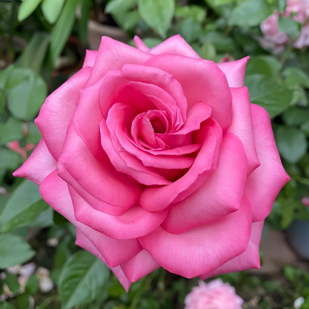 Wedding Bels Rose Plant|婚礼的钟声 image 1