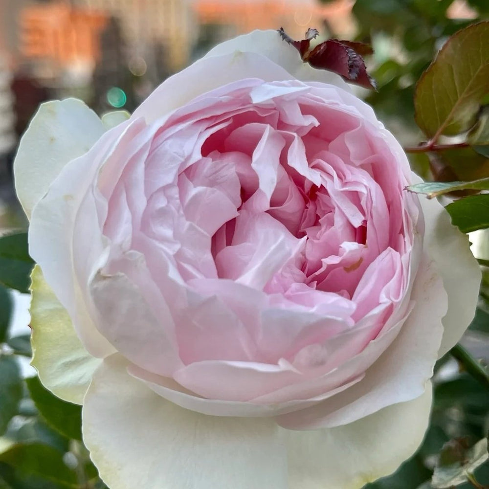 Roxann Rose Plant｜罗克珊 image 4