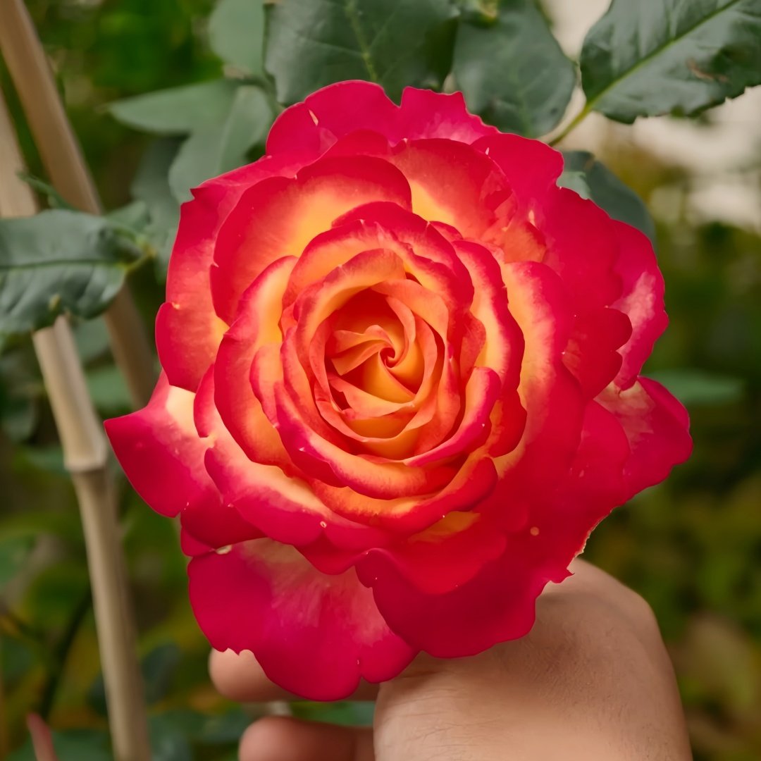 Pop Star Rose Plant|流行歌星 image 8