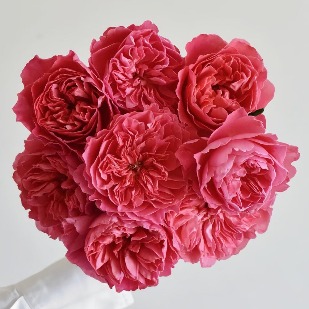 Pheobe Rose Plant| 菲比 image 9