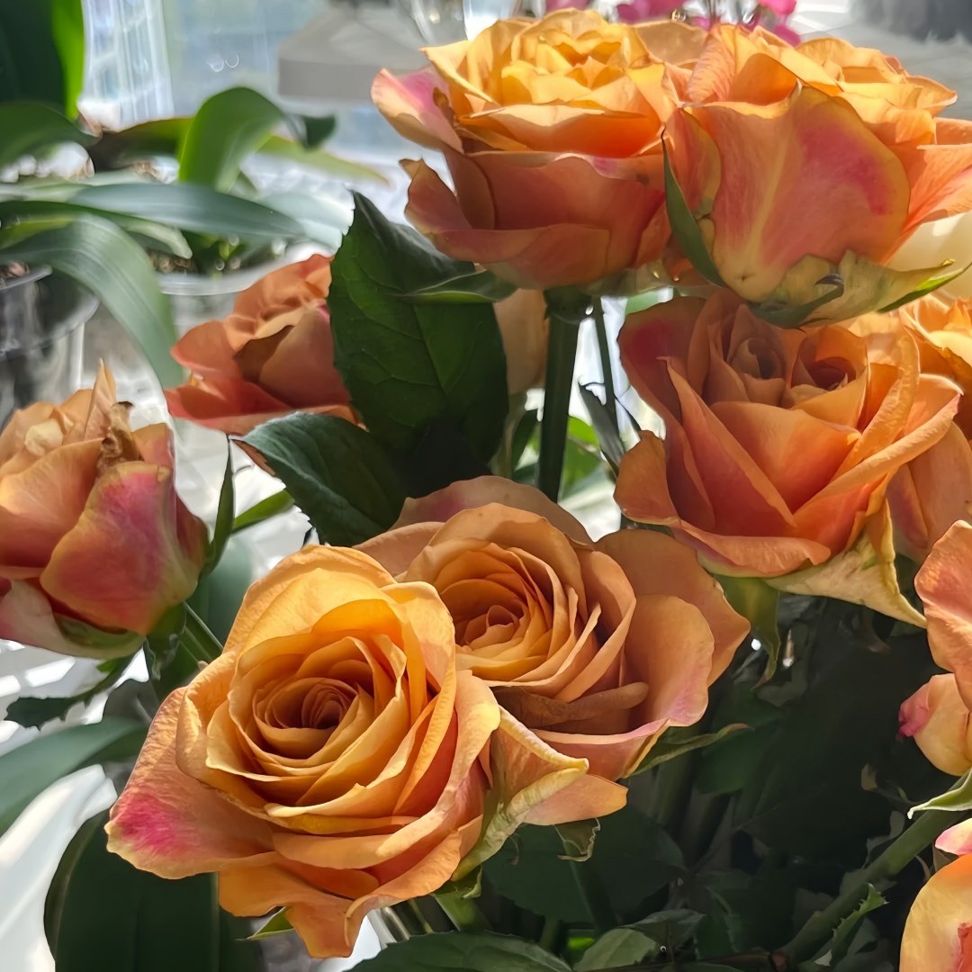 Symbol Rose Plant｜标志 image 5