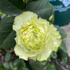 Wasabi Rose Plant｜芥末 image 2