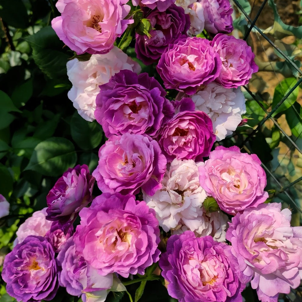 Huddersfield Choral Society Rose Plant｜合唱团 image 9
