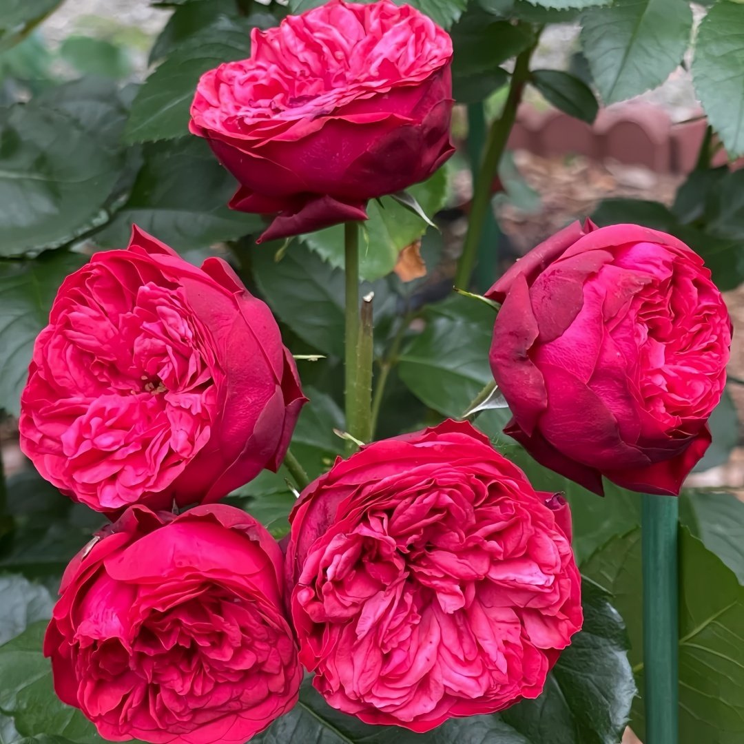 Piano Rose Plant| 红钢琴 image 8