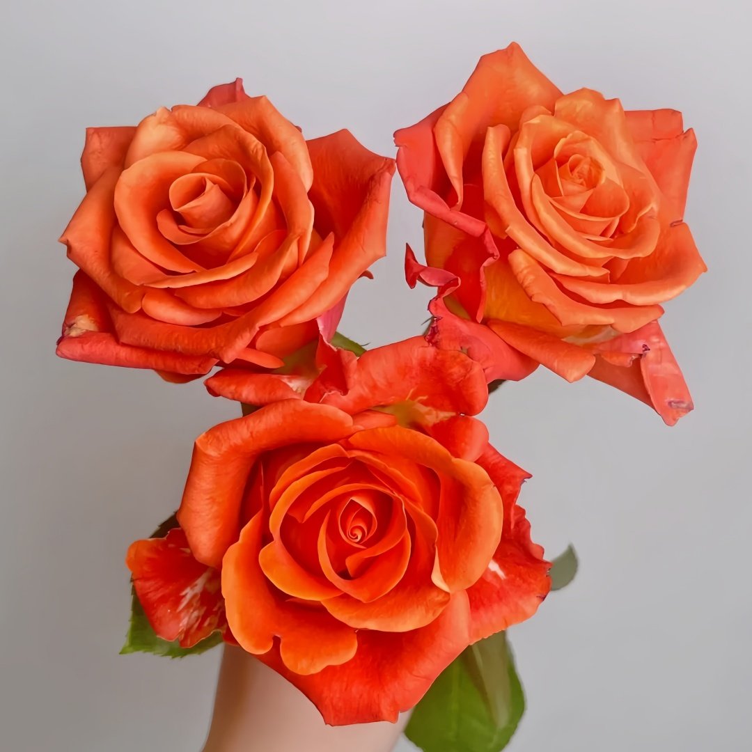 Orange Party Rose Plant|金色交响 image 2