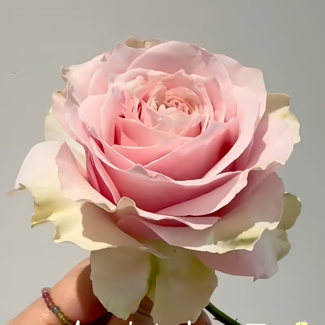 Country Peonia Rose Plant|乡村牡丹 image 6